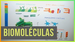 Biomoléculas Proteínas Lípidos Glúcidos y Ác Nucleicos [upl. by Blaise631]