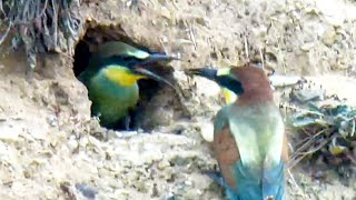 First Beeeater Chick FLEDGES The Nest  Norfolk Bee Eaters [upl. by Ened]