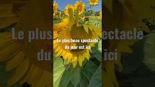 Le champ de tournesol se donne en spectacle shorts [upl. by Michelina757]