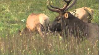 Elk Rut in Cataloochee Great Smoky Mountains National Park [upl. by Eendys325]