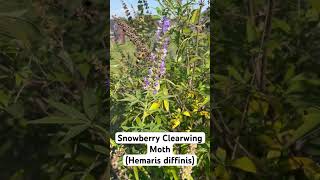 Snowberry Clearwing Moth Hemaris diffinis enjoying some Vitex or ChasteTree nectar [upl. by Lilaj850]