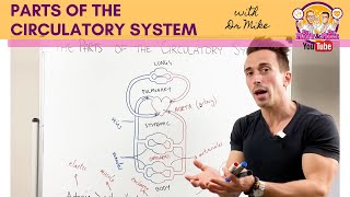 Parts of the Cardiovascular System [upl. by Arraeic]