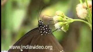 Butterfly  Common Crow Lepidoptera Nymphalidae Nature Wildlife Video Suresh Elamon [upl. by Erdnaxela238]