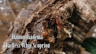 Arachnid of nightmares Caring for and housing a Tailless whip Scorpion Damon diadema [upl. by Beaufort]