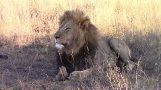 Days of our Lions on the Lapalala Wilderness Lapalala Conservation Diary 127 [upl. by Bottali]