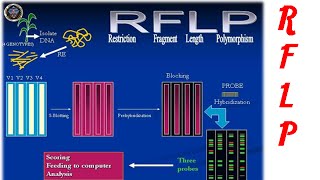 Restriction fragment length polymorphism [upl. by Conah]