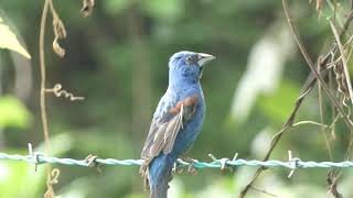 Blue grosbeak Passerina caerulea [upl. by Elstan]