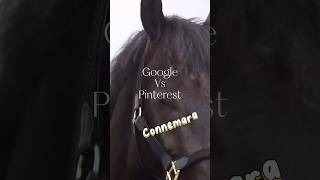 Connemara ponies Google vs Pinterest  shorts [upl. by Eniluqcaj]