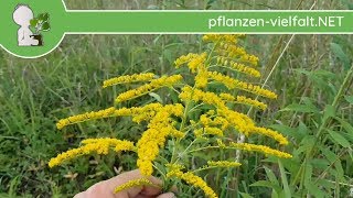 Kanadische Goldrute  Ganze Pflanze  230718 Solidago canadensis  Essbare Wildkräuter bestimmen [upl. by Swords]