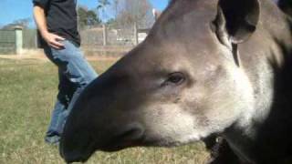 Petting a tapir Tapirus terrestris in Brazil 2 [upl. by Myrvyn]