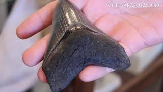 How to Dig Up Shark Teeth Fossils in Venice Florida [upl. by Atteynot]