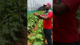 Trellising English Cucumbers [upl. by Rosie213]