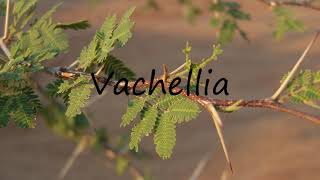 How to Pronounce Vachellia [upl. by Ardnek25]