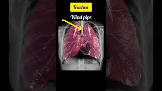 Lungs मानव श्वसन तंत्र Respiratory system ।। human Respiration system youtubeshorts shorts [upl. by Longerich]