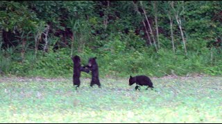 Black Bear action at Pungo Lake [upl. by Vidovic]