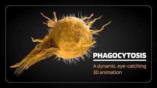 Phagocytosis opsonization margination rolling adhesion diapedesis [upl. by Verena]