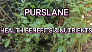 PURSLANE HEALTH BENEFITS amp NUTRIENTS [upl. by Konikow]