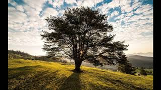 Meditazione di connessione allAlbero Genealogico [upl. by Welby499]