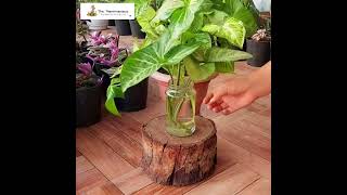 The Plantmaniacs Syngonium Podophyllum plant video [upl. by Sylvia]