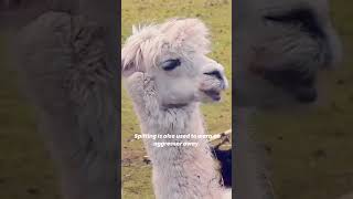 Why do llamas Spit Why Do Alpacas and Llamas Spit 1minuteknowledge [upl. by Cirdek710]