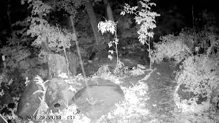 Western Ma backyard wild life Live Stream [upl. by Notxap]