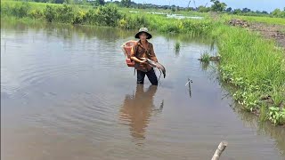 Săn Rắn Bông Sún Cá Trê Lai Khủng Cá Trê Vàng Cá Lóc Đồng Khủng teosanbat [upl. by Bridget577]