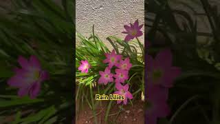 Pink Rain Lilies beautiful blooms garden gardening gardentips flowers [upl. by Phillis116]