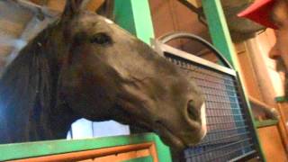 Cute Tri Circle D horses tonight at Fort Wilderness Walt Disney World [upl. by Valerian]