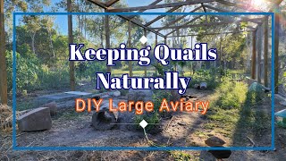 Building Large Aviary from Scratch DIY for Quails and other Birds quails [upl. by Aivekahs]