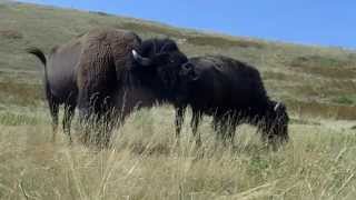 Montana buffalo mating season [upl. by Goulden892]