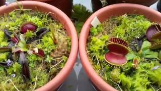 Dionaea Muscipula  como cuidar ou cultivar atualizado para iniciantes [upl. by Sim931]