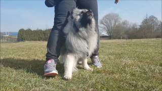 Hunde Trick quot MITTE quot  quot ZWISCHEN DIE BEINE quot  Tricks mit dem Hund machen [upl. by Kariotta]