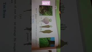 MORPHOLOGY OF FLOWERING PLANTS Modification of root forstorage pneumatophore in Rhizophora neet [upl. by Yanahc]