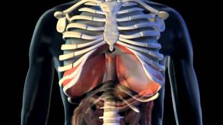 Diaphragm  3D Medical Animation  ABP © [upl. by Cornelia364]