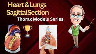 Heart amp lungs model in Urdu amp Hindi anatomy netter 1styearmbbs bdchaurasia klm grays thorax [upl. by Toffic873]