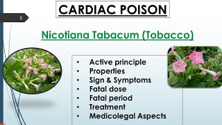 Nicotiana Plant Nicotiana Tobacum Cardiac Poison Forensic Toxicology [upl. by Nolasba]