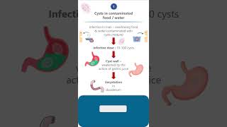 Giardia lambliaLife cycle parasitology microbiology pathology neet neetpg lifecycle science [upl. by Brenton]