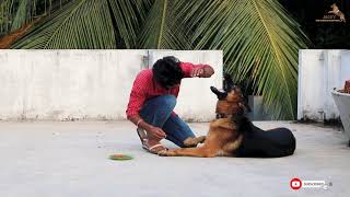 தமிழ் Training Jacky for the very First time 🔥🔥🔥  German Shepherd [upl. by Lessur]