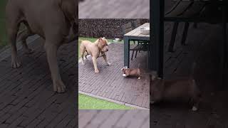 MicroBully Puppy playing with his Mom shorts puppy bullybreed americanbully dog [upl. by Cormick861]