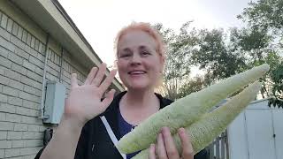 Episode 56 I grew a loofah gardening loofah excited [upl. by Rhianon]