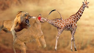 Terrified Angry Giraffe Kills A Lion For Revenge  Giraffe vs Lion Real Fight [upl. by Neeluqcaj]