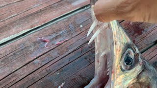 CRAZY fish found in a swordfish stomach lancetfish [upl. by Ahens]