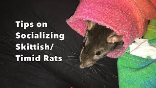 Tips on Socializing ShyTimid Rats ft Cream [upl. by Wettam]