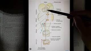 Dorsal spinothalamic tract Dorsal column medial leminiscus Pathway [upl. by Atalaya]