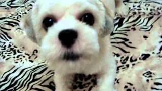 Lhasa Apso Latindo para a Camera [upl. by Buzz]