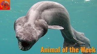 Frilled Shark  Animal of the Week [upl. by Aicina]