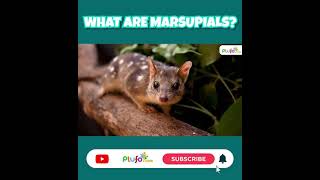 What are Marsupials Animals  Marsupial Mammals  Science for kids marsupials plufo shorts [upl. by Minier]