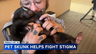 Meet Valentyne the pet skunk that is helping fight stigma [upl. by Quartas210]