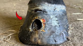 Hoof Restoration For A Horse With A Huge Hole In Its Hoof [upl. by Inattirb]