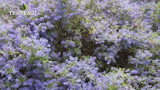 Comment planter un céanothe ou Lilas de Californie au jardin   Truffaut [upl. by Georg]